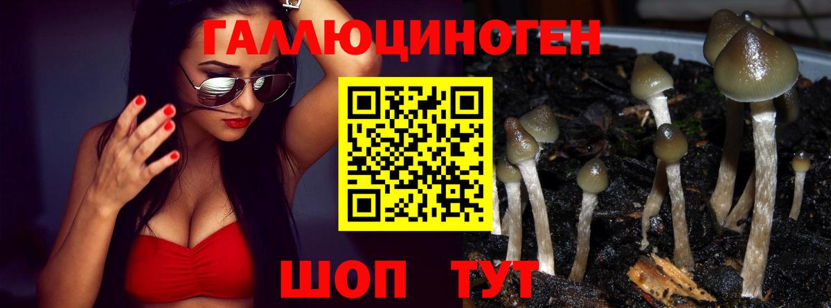 Псилоцибиновые грибы GOLDEN TEACHER Сосновый Бор